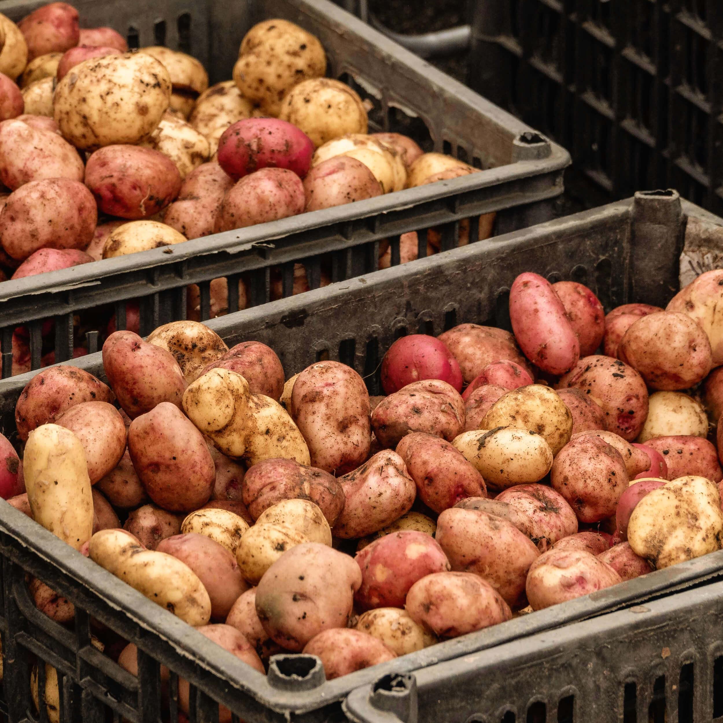 Roderus Landwirtschaft 04